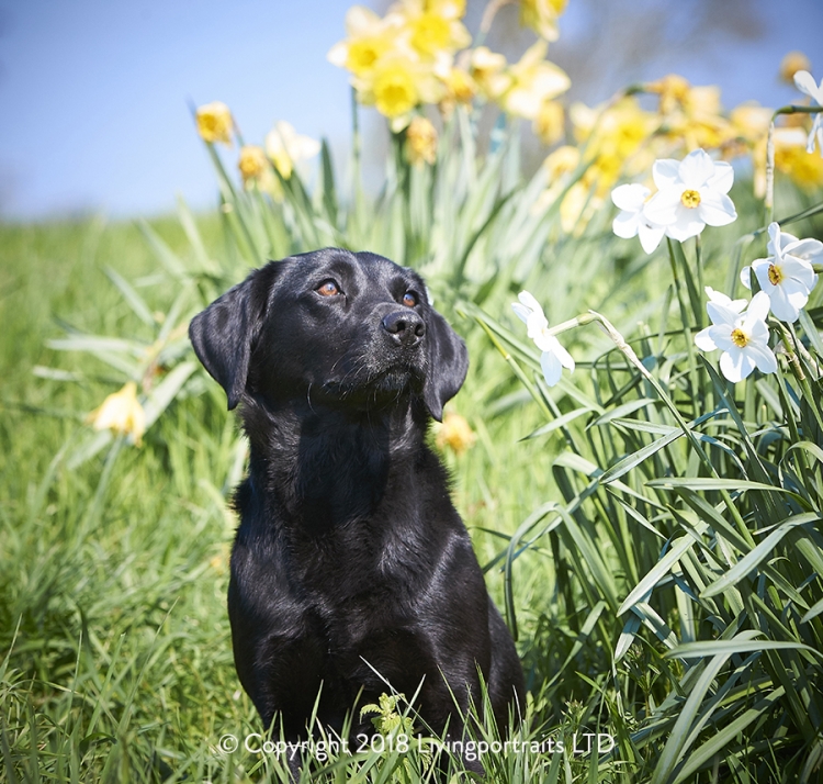 A Dog For All Seasons – Spring